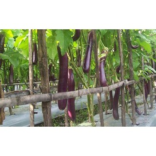 HẠT GIỐNG CÀ TÍM DÀI CAO SẢN SIÊU QUẢ