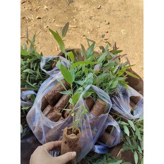 100 gram hạt bạch đàn đỏ