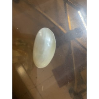 VỎ ỐC TRAI HẠT MÍT TRANG TRÍ