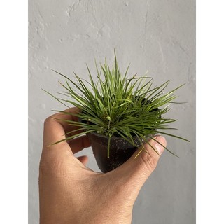 Thạch Xương Bồ (Cỏ Thơm) đủ loại