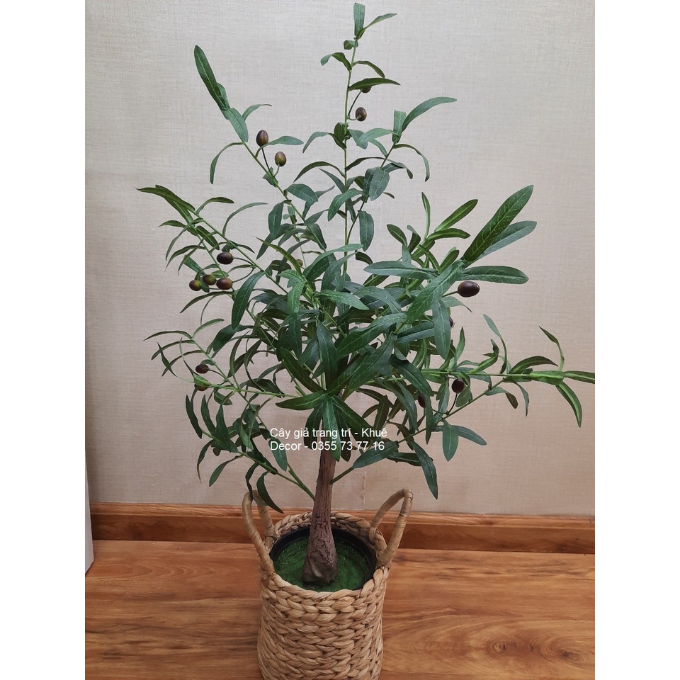 Cây oliu-cây olive giả cao 85cm