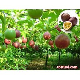 GÓI 30 HẠT GIỐNG CHANH LEO