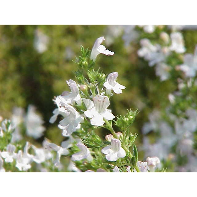 Satureja hortensis L - Hạt giống thảo dược gia vị châu âu- Summer savory