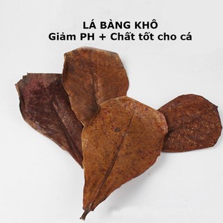 50 lá bàng khô rụng tự nhiên