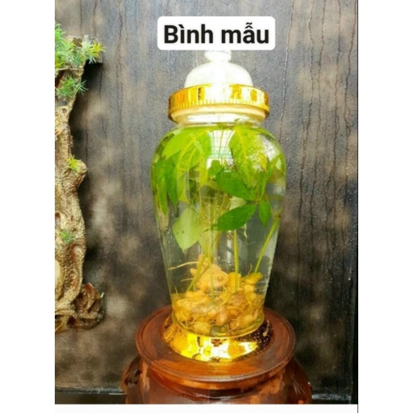 Cây Sâm Lai Châu( Sâm Ngọc Linh Lai Châu) 150g/cây