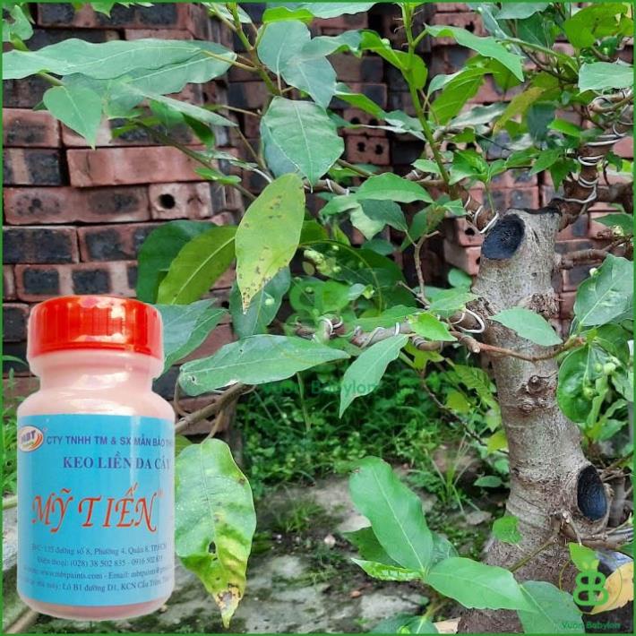 Combo 2 loại kích thích ra rễ N3M 100gr và Keo Bôi Liền Sẹo chuyên dùng cho hoa cây cảnh