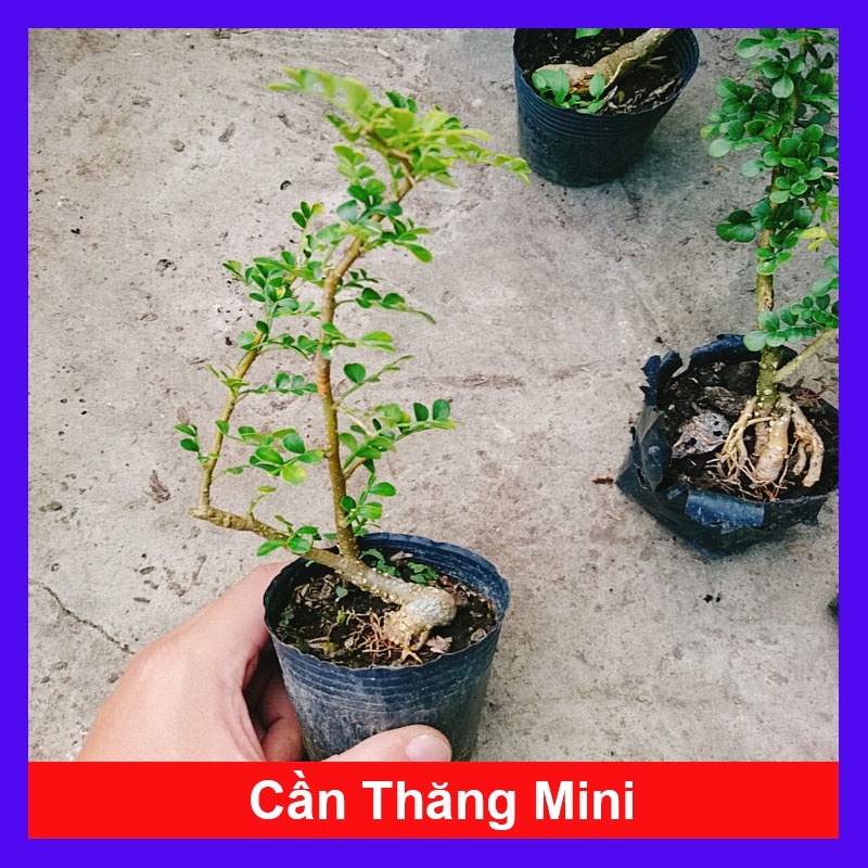 Cây Cần Thăng Bonsai Mini - cây bonsai mini trang trí tiểu cảnh