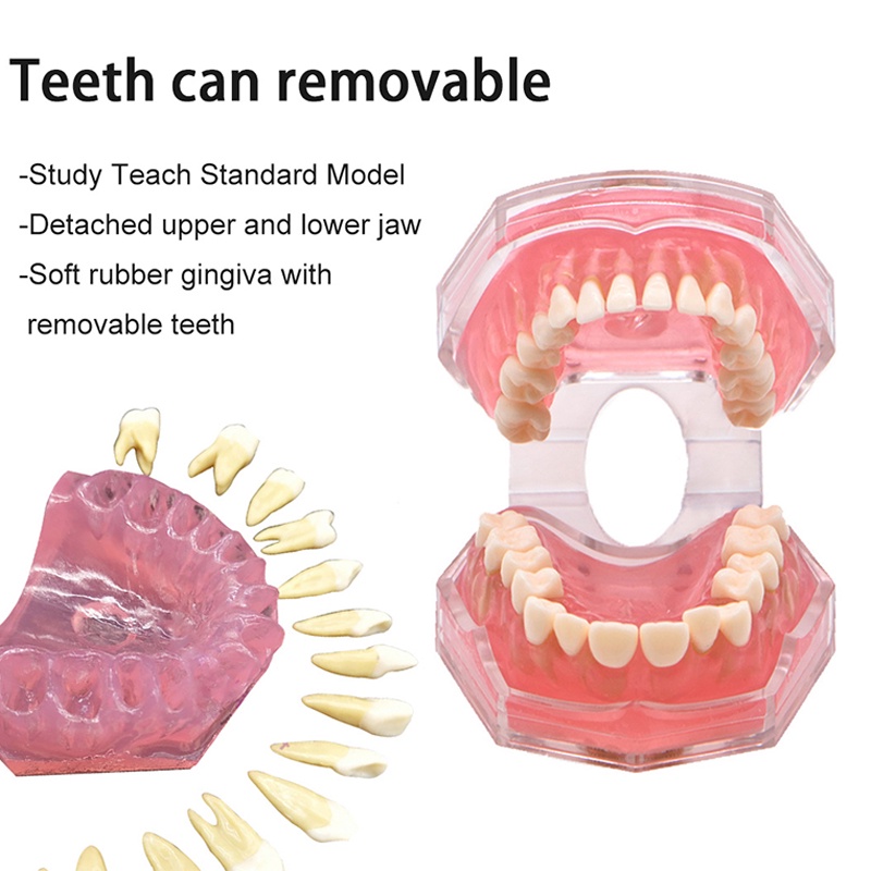 Mô Hình Hàm Răng Mềm Có Thể Tháo Rời Dùng Trong Giảng Dạy Nha Khoa