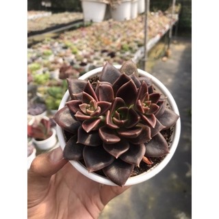 Sen Đá Socola Giống Mới Size Trung