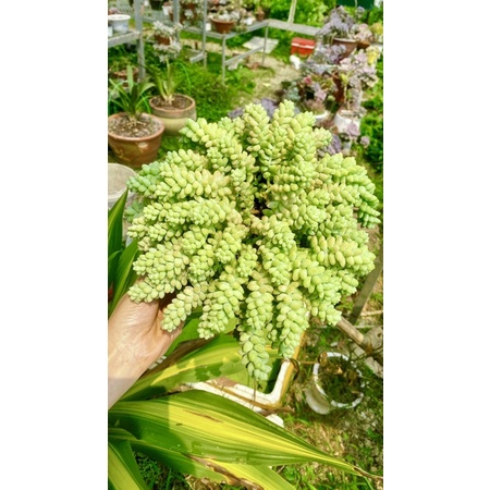 cây sen đá chuỗi ngọc