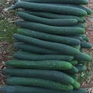 Hạt giống bí đao (bí xanh - bí sặt) cao sản (1gr)