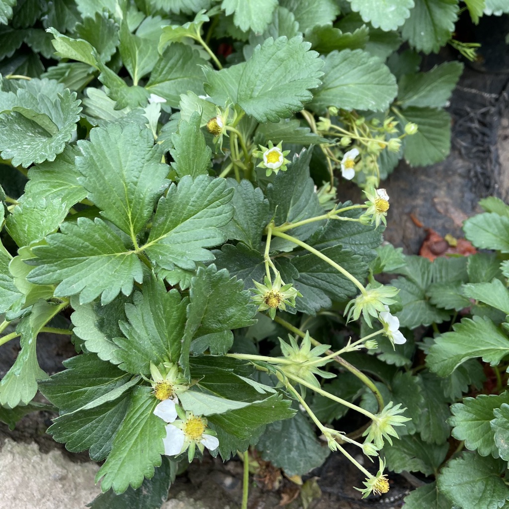 Cây dâu tây bụi xum trồng sẵn bịch đen đã có thể cho ra trái