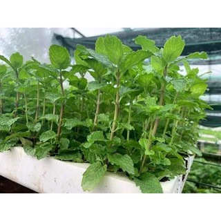 Hạt giống rau húng lủi - rau húng lũi - bạc hà âu