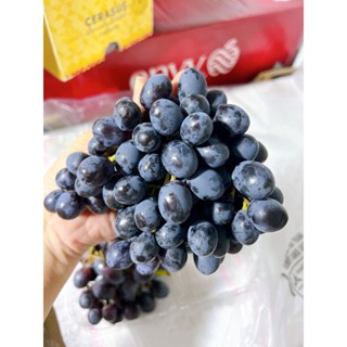 Nho kẹo đen Nam Phi hộp 500gr