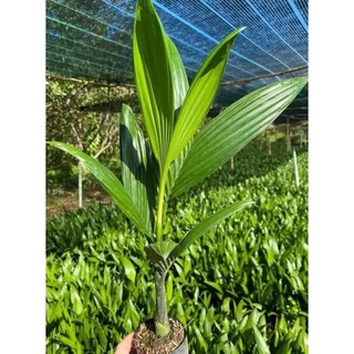 Cây cau lùn tứ quý Siêu quả, Cây cau cho quả bốn mùa