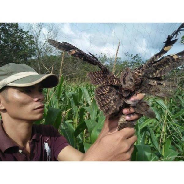 Lưới bẫy chim bắt các loại chim chào mào-chuyencacloailuoichim