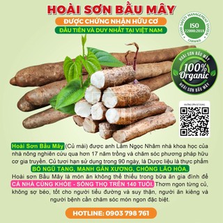 Củ Hoài sơn tươi Organic (Củ khoai Mài) Bầu Mây - Giúp hỗ trợ tăng cường sức khỏe cho người đang bị yếu