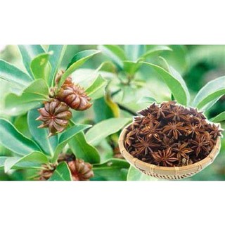 CÂY HỒI GIỐNG ( CÂY CAO 45-60 CM)
