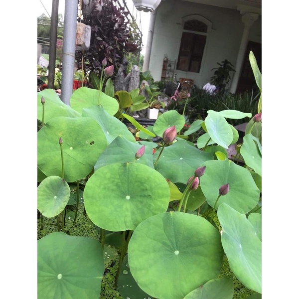 Củ sen mini Pink butterfly