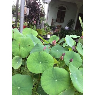 Củ sen mini Pink butterfly