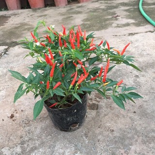 Hạt giống ớt chỉ thiên - ớt hiểm