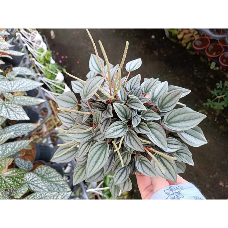 Chậu cứng hạnh tiên thảo - peperomia Caperata