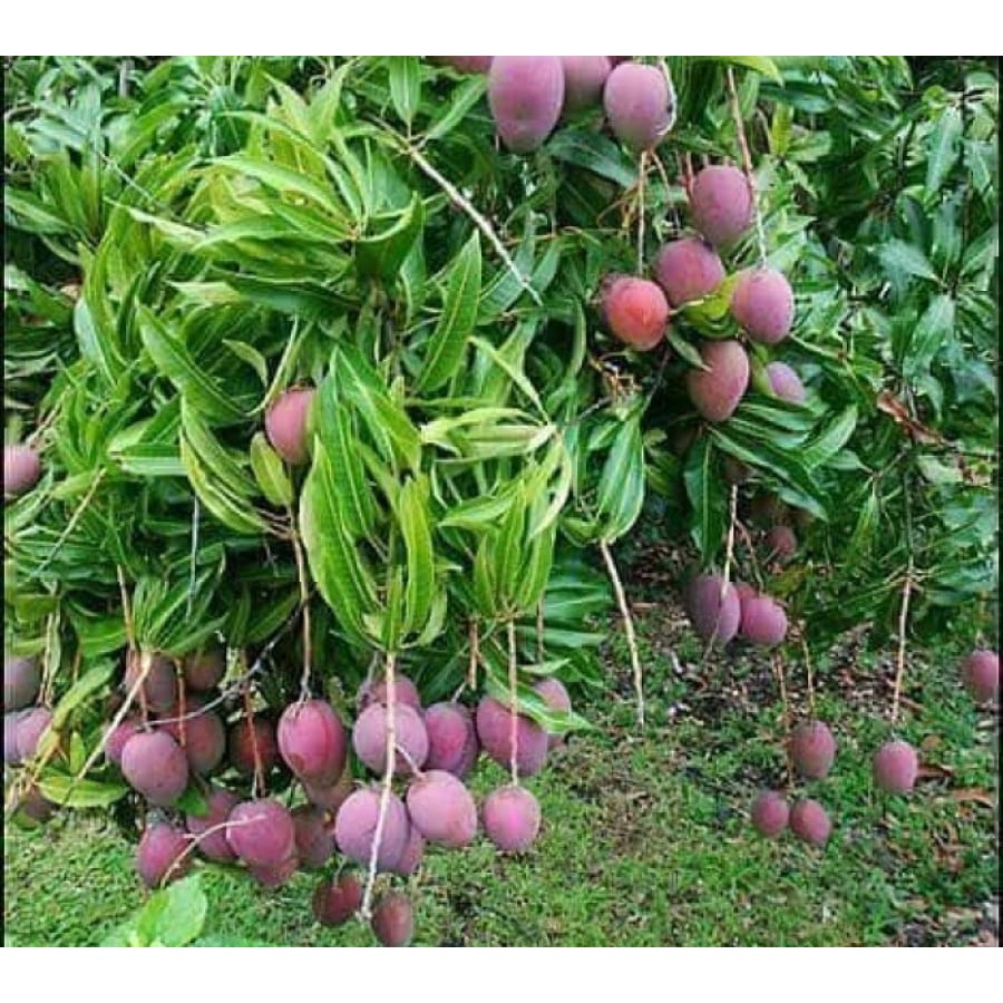 Cây xoài tím Ngọc vân giống
