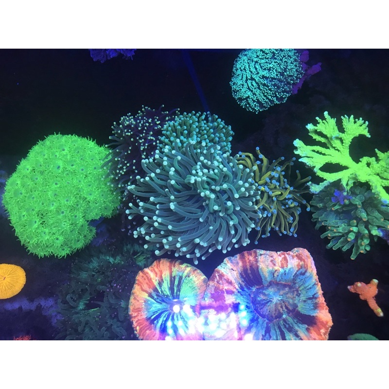 Đèn bể cá biển