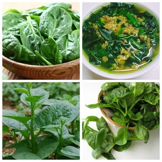 Hạt giống rau mồng tơi xanh