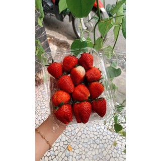 Dâu tây Hana - Mộc Châu thơm ngọt Size Lớn
