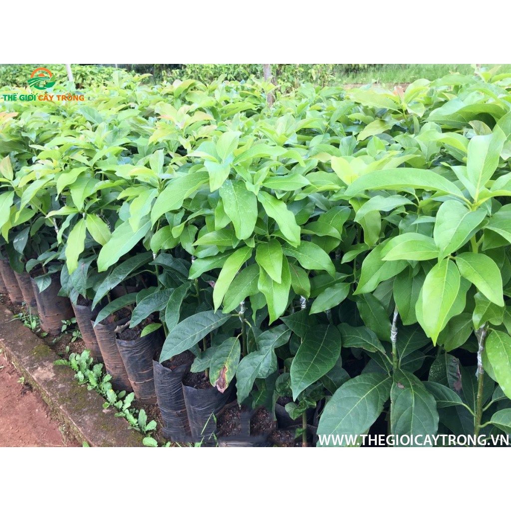 Cây bơ booth 7 giống