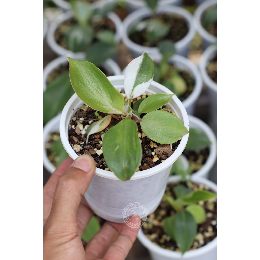 Philodendron White Knight / Kỵ Sĩ Trắng