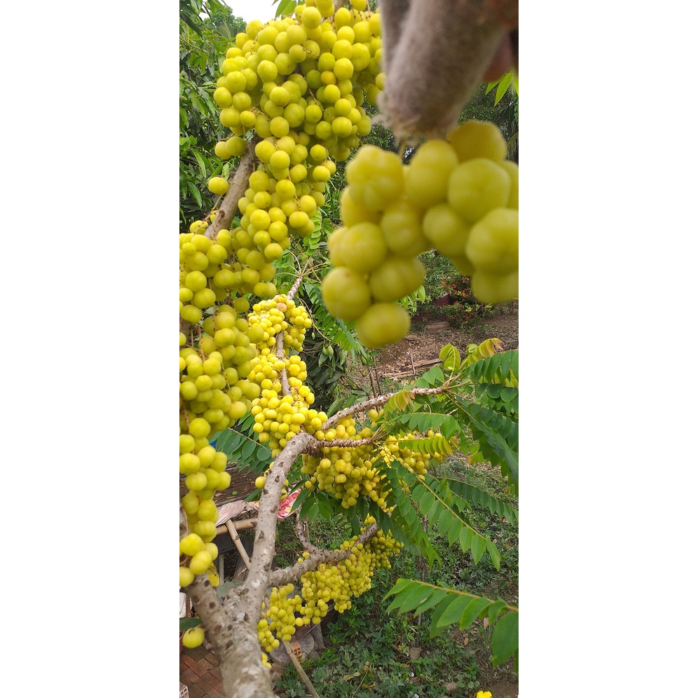 Cây chùm ruột giống