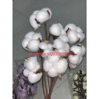 Hoa bông gòn( bó 10 bông)