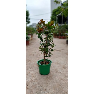 Cây giống cherry khía