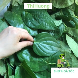 Lá trầu không tươi nhà trồng- Ship hoả tốc Hà Nội