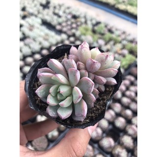 Sen Đá Ruby Tím Size Bầu Lỗi 1 Đổi 1