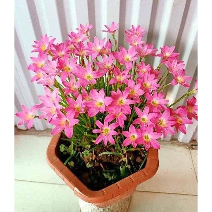 CỦ HUỆ MƯA - CỦ TÓC TIÊN