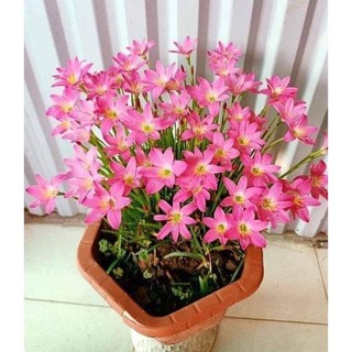 Củ huệ mưa - củ tóc tiên