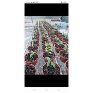 sale 1kg,2kg phân trùn quế dạng viên nén