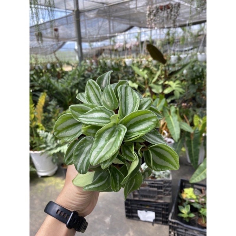 Chậu cứng hạnh tiên thảo - peperomia Caperata