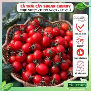 Lẻ HẠT GIỐNG CÀ CHUA TRÁI CÂY NGỌT SUGAR CHERRY NHẬP MỸ chịu nhiệt rất tốt, rất sai quả và ngọt