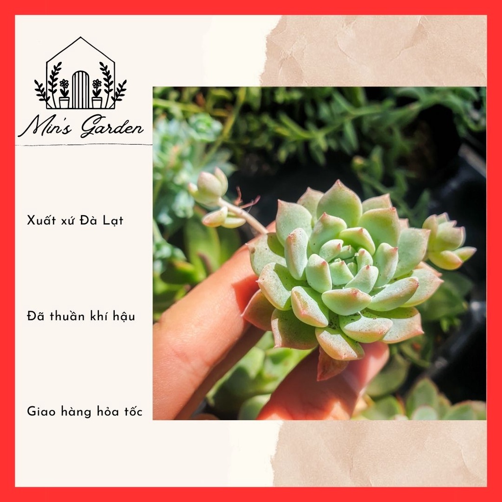 Sen đá dù hồng size vỉ (mini) 🔥FREE SHIP🔥 Xuất xứ Đà Lạt, đã thuần khí hậu