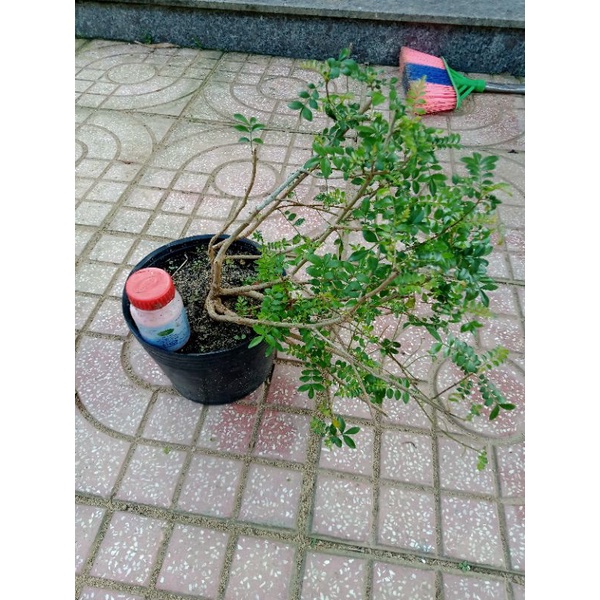 Cây sọ chó, sẻn gai