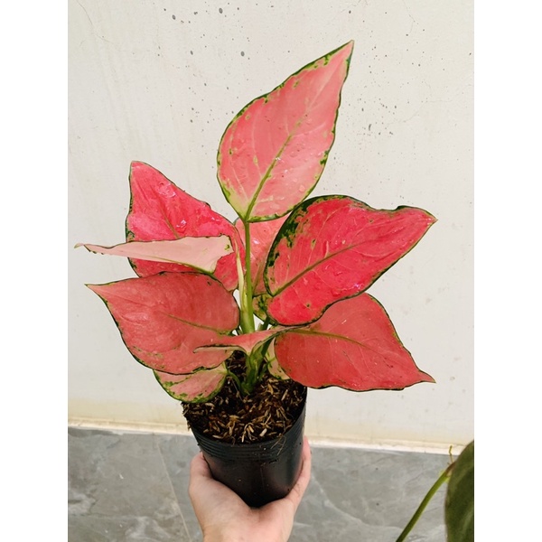 Cây vạn lộc đỏ (vạn lộc Thái) để bàn - trồng thuỷ sinh được