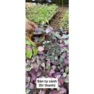 Combo 2 Cây giống bán tự cảnh (cây trà dr thanh)