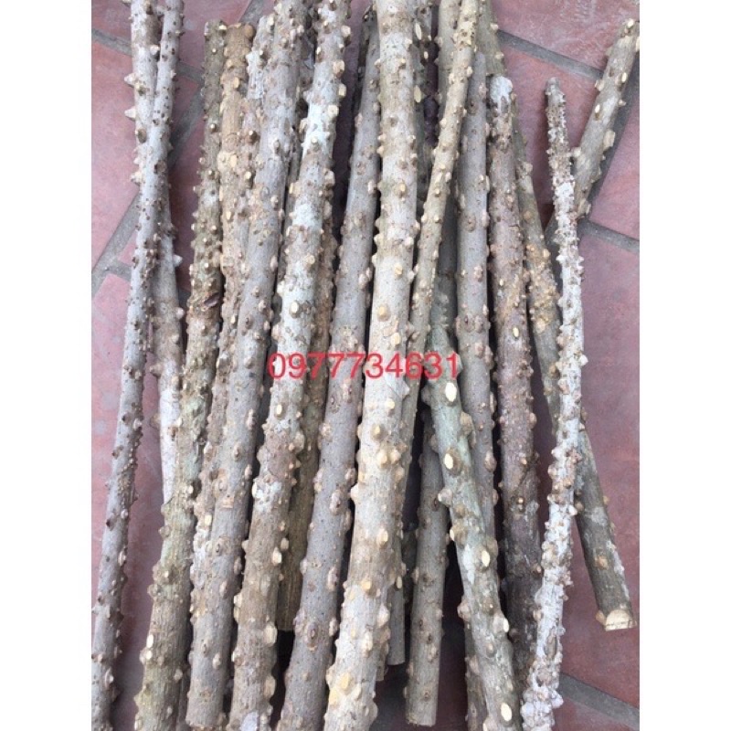 Cầu gạo thẳng cao cấp cho các loại chim chào mào , chích chòe , họa mi , khướu