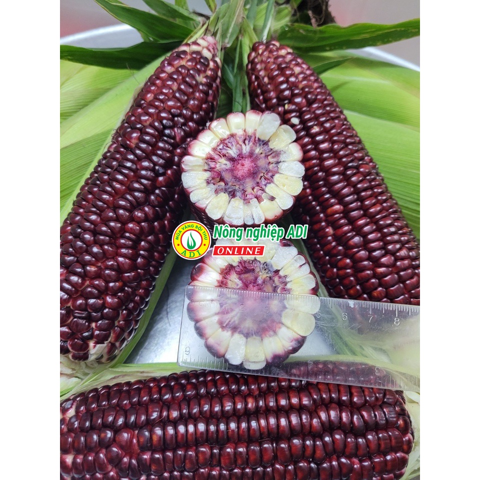Hạt giống ngô trái cây Fruit Corn 141 gói 20g-Ăn tươi, không cần luộc, giòn, ngọt, chống oxy hoá...MUA VANG BOI THU ADI