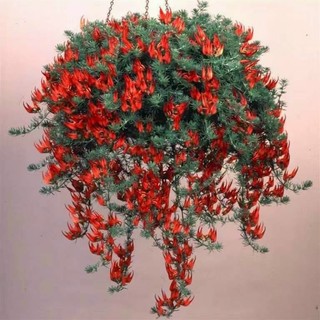Cây hoa Phượng hoàng lửa(mỏ vẹt)