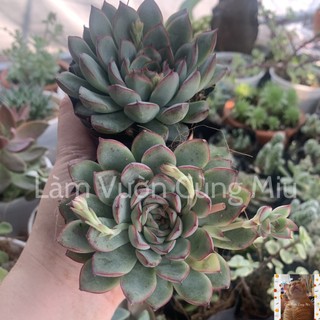 Sen Đá Viền Đỏ (Viền Hồng) 🔥🔥🔥 Size Bầu - Trung